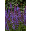 Szałwia omszona 'Blue Field' | Salvia nemorosa
