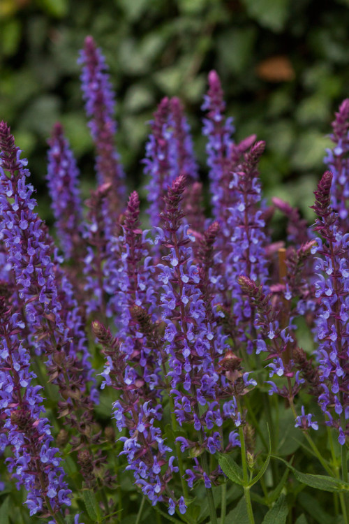 Szałwia omszona 'Blue Field' | Salvia nemorosa
