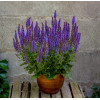 Szałwia omszona 'Blue Field' | Salvia nemorosa