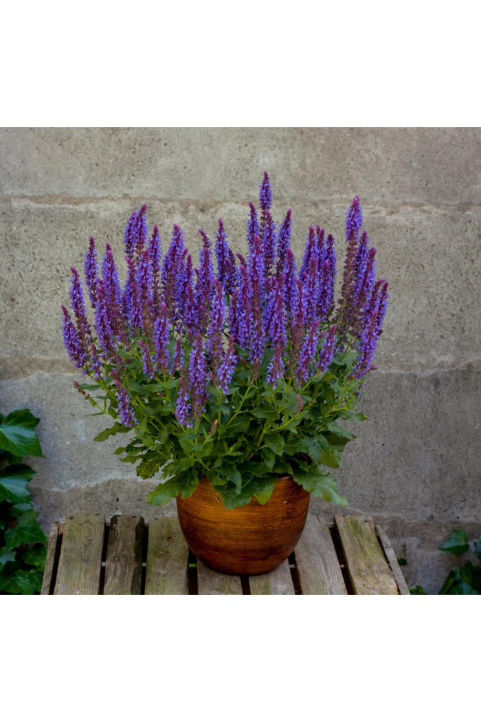 Szałwia omszona 'Blue Field' | Salvia nemorosa