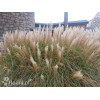 Miskant chiński 'Vanilla Sky' | Miscanthus sinensis