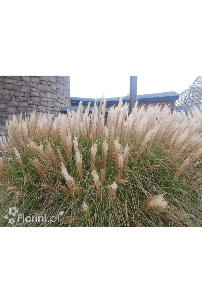 Miskant chiński 'Vanilla Sky' | Miscanthus sinensis