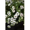 Gipsówka rogownicowata 'Plena'| Gypsophila cerastioides