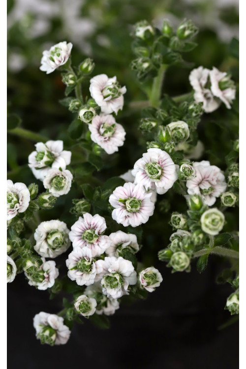 Gipsówka rogownicowata 'Plena'| Gypsophila cerastioides
