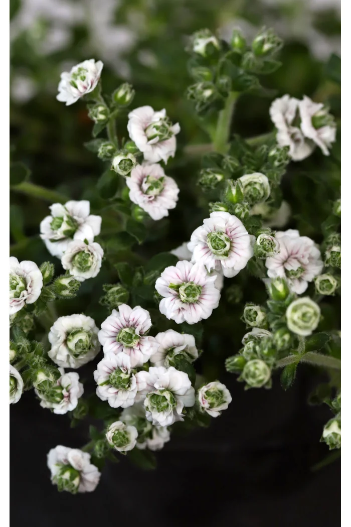 Gipsówka rogownicowata 'Plena'| Gypsophila cerastioides