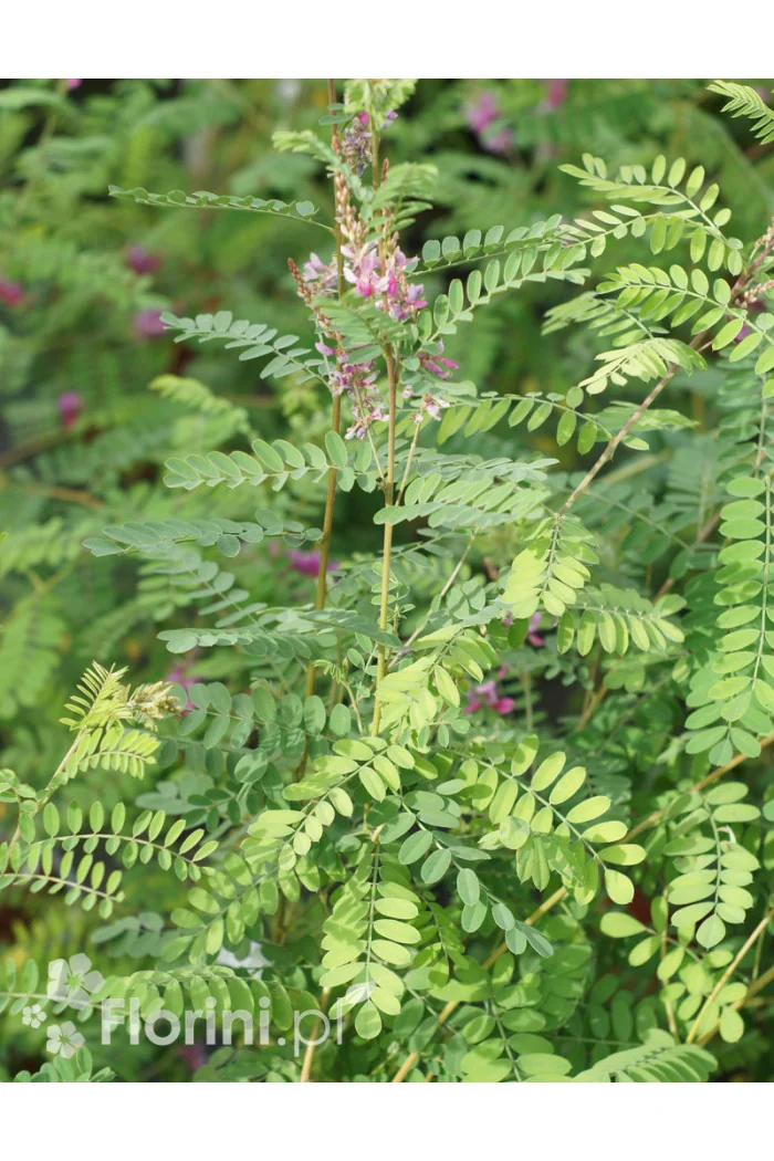 Indygowiec | Indigofera