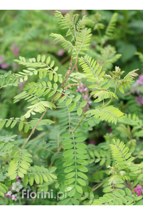 Indygowiec | Indigofera