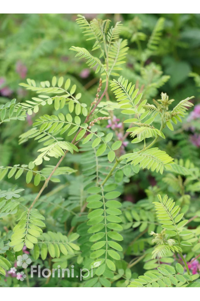 Indygowiec | Indigofera