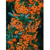 Ognik szkarłatny 'Orange Charmer' | Phyracantha coccinea