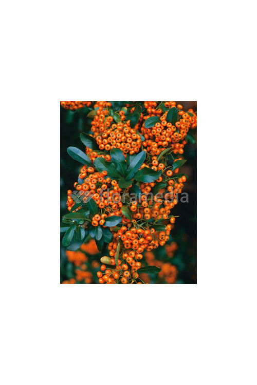 Ognik szkarłatny 'Orange Charmer' | Phyracantha coccinea
