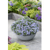 Floks szydlasty 'Blue Dark Center' Phlox subulata