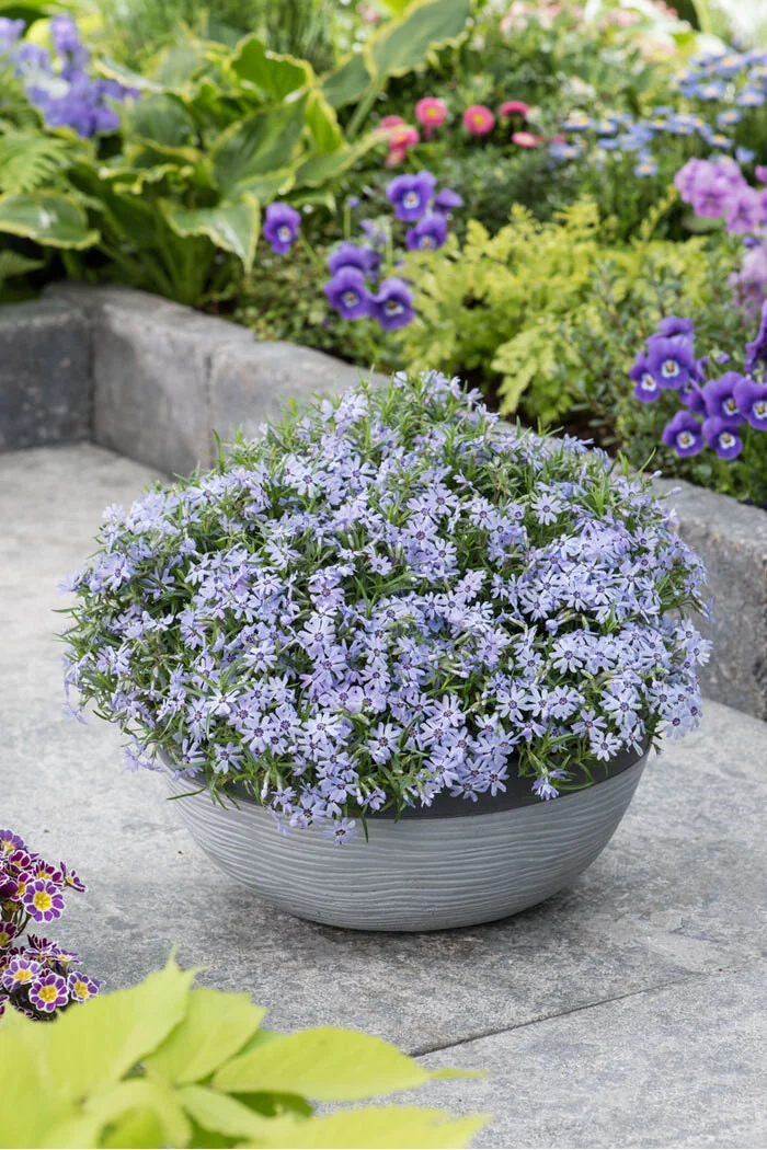 Floks szydlasty 'Blue Dark Center' Phlox subulata