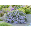 Floks szydlasty 'Blue Dark Center' Phlox subulata