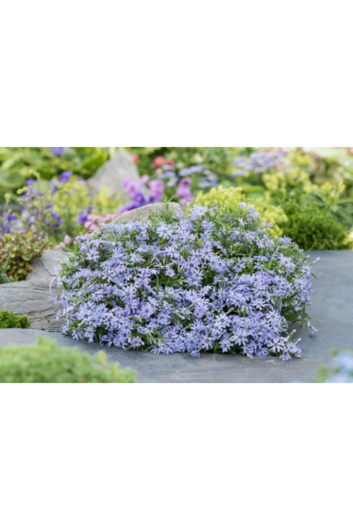 Floks szydlasty 'Blue Dark Center' Phlox subulata
