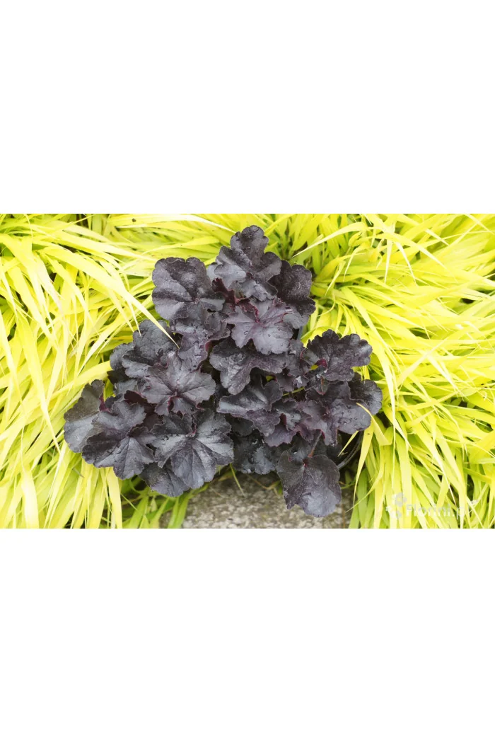 Żurawka 'Black Forrest Cake' | Heuchera