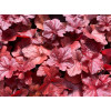 Żurawka 'Forever Red' | Heuchera
