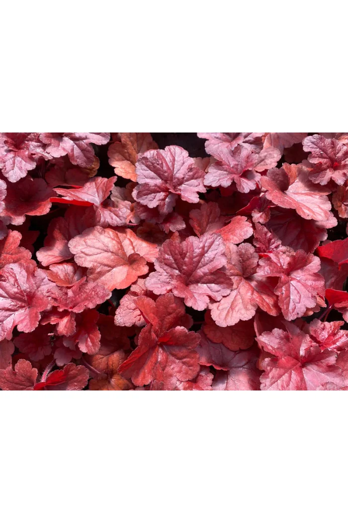 Żurawka 'Forever Red' | Heuchera