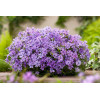 Floks szydlasty 'Purple Beauty' | Phlox subulata
