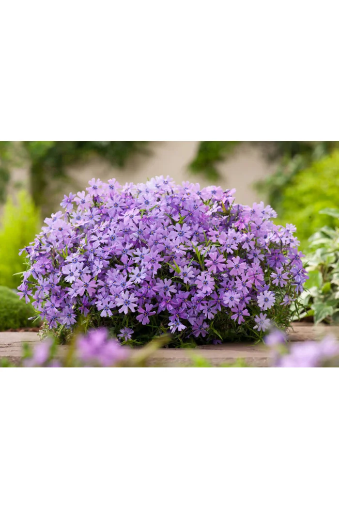 Floks szydlasty 'Purple Beauty' | Phlox subulata