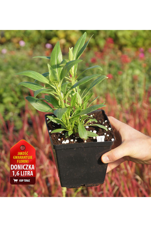 Ostrogowiec czerwony 'Album' | Centranthus ruber