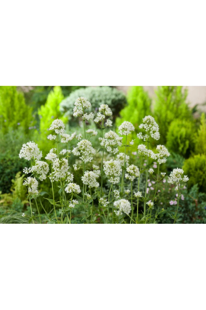 Ostrogowiec czerwony 'Album' | Centranthus ruber