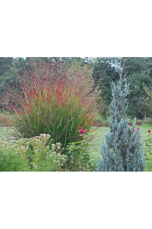 Proso rózgowate 'Rotstrahlbusch' | Panicum virgatum