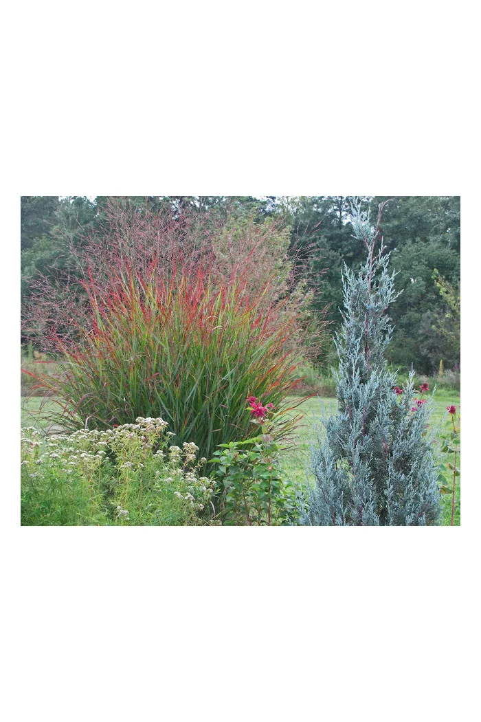 Proso rózgowate 'Rotstrahlbusch' | Panicum virgatum