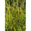 Proso rózgowate 'Rotstrahlbusch' | Panicum virgatum