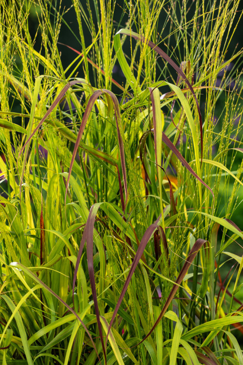 Proso rózgowate 'Rotstrahlbusch' | Panicum virgatum
