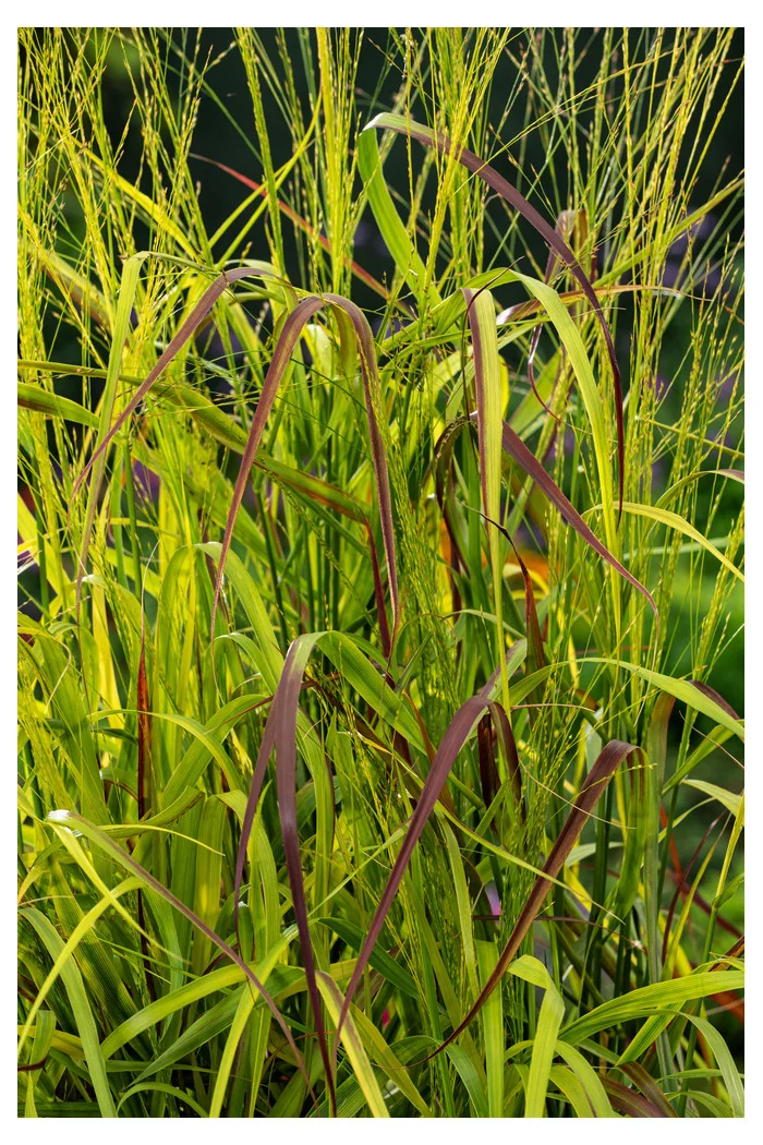 Proso rózgowate 'Rotstrahlbusch' | Panicum virgatum