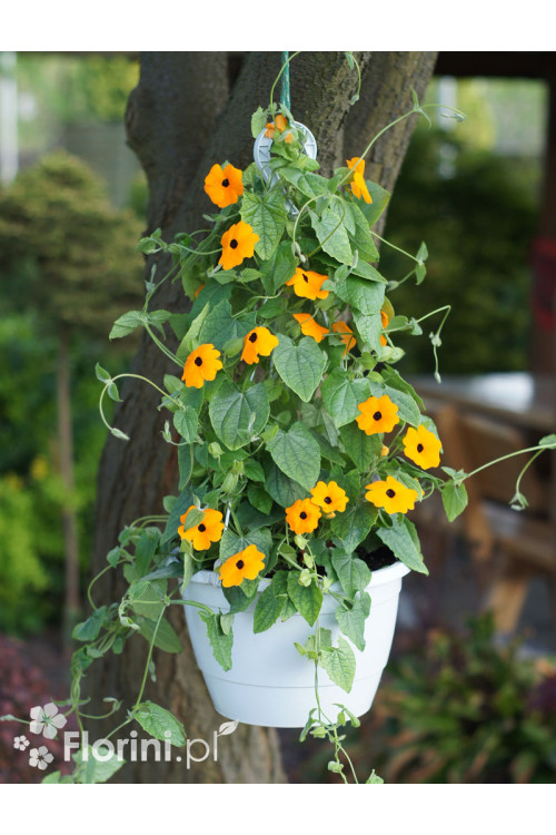 Tunbergia pomarańczowa | Thunbergia