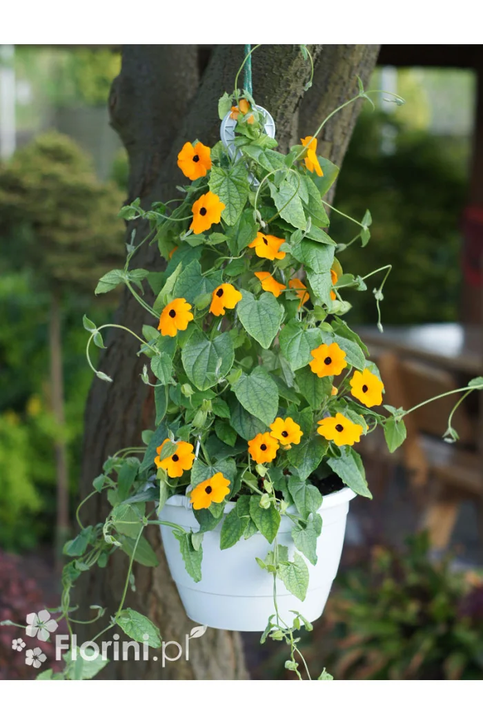 Tunbergia pomarańczowa | Thunbergia