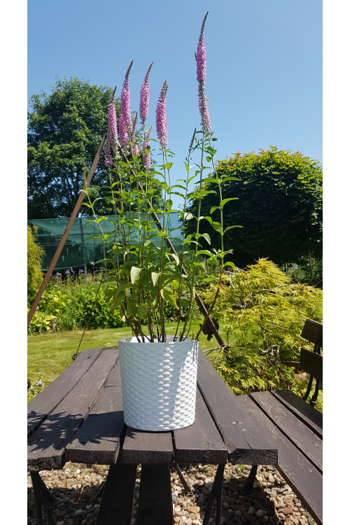 Przetacznikowiec 'Pink Damask' Veronicastrum