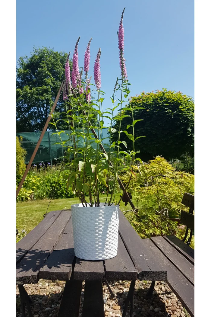 Przetacznikowiec 'Pink Damask' Veronicastrum
