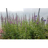 Przetacznikowiec 'Pink Damask' Veronicastrum