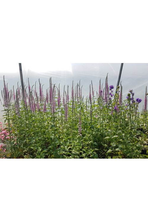 Przetacznikowiec 'Pink Damask' Veronicastrum