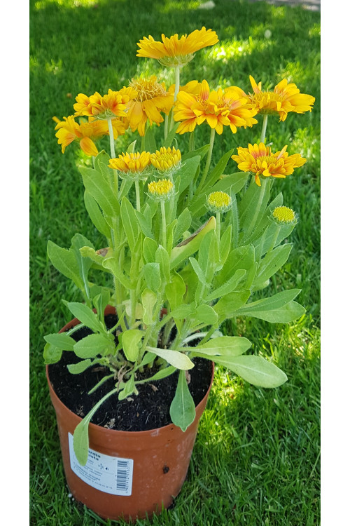 Gaillardia oścista 'Arizona Apricot' Gaillardia aristata