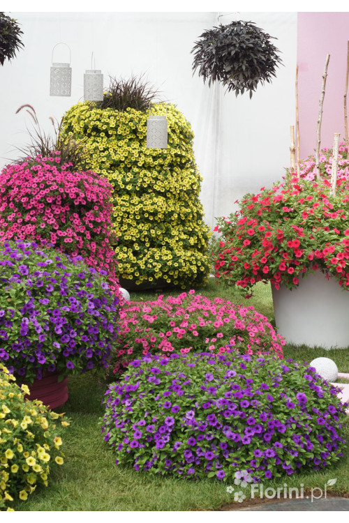Supertunia MINI Vista 'Yellow'