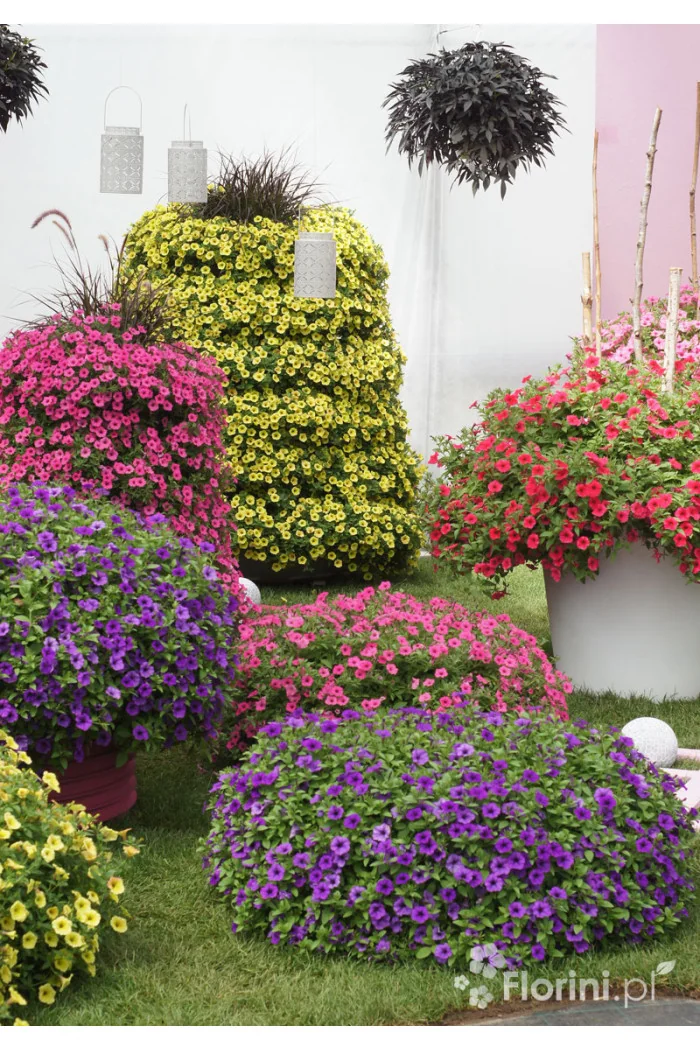 Supertunia MINI Vista 'Yellow'