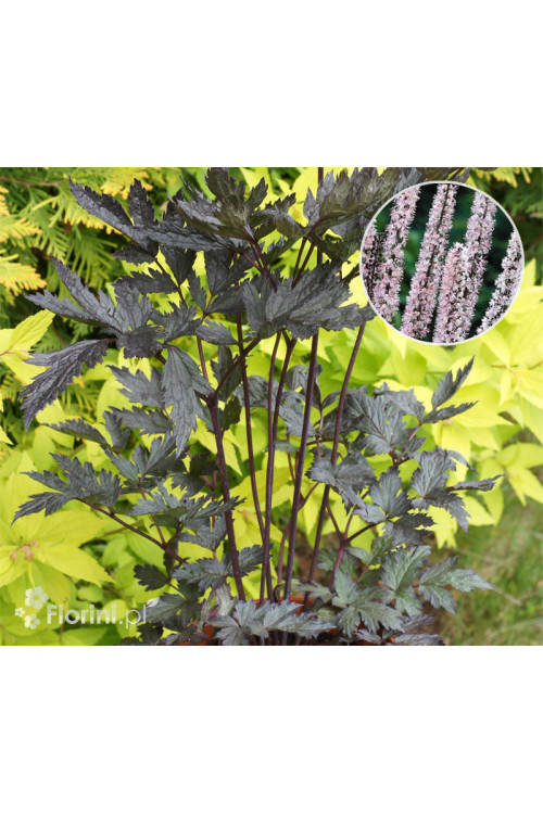 Świecznica prosta 'Pink Spike' | Actaea simplex