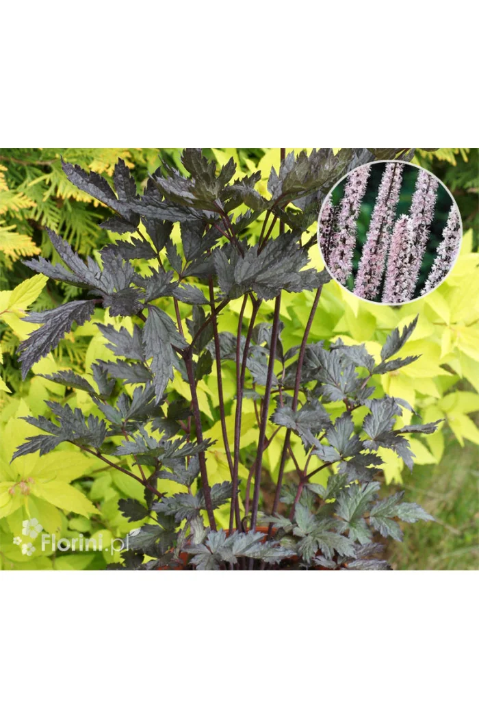 Świecznica prosta 'Pink Spike' | Actaea simplex