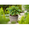 Funkia 'Frances Williams' | Hosta