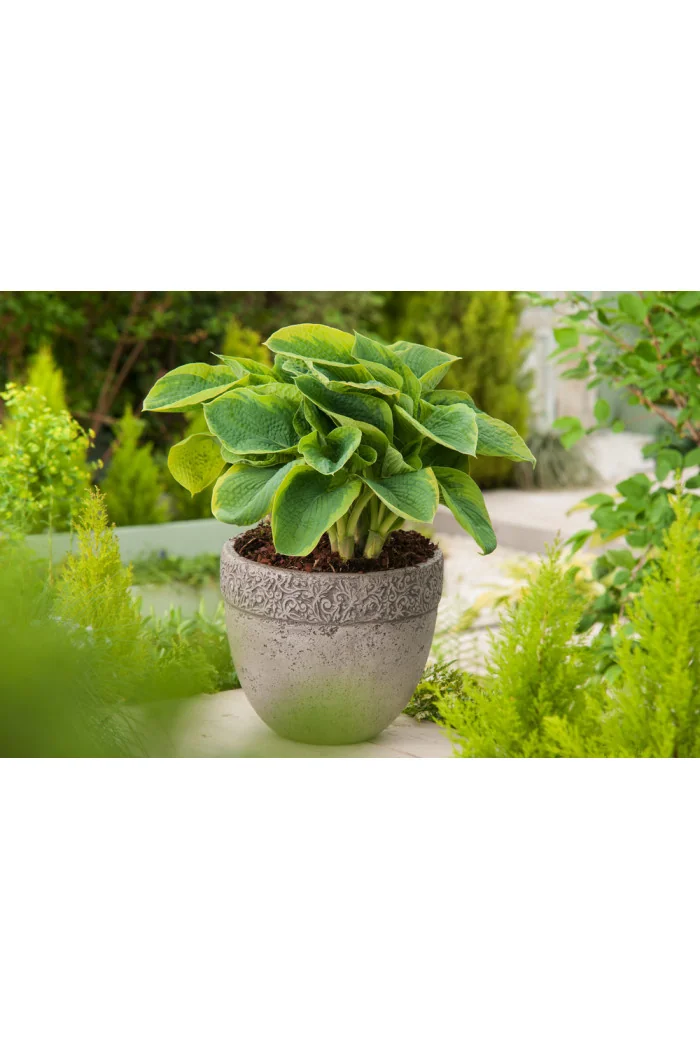 Funkia 'Frances Williams' | Hosta