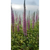 Przetacznikowiec 'Pink Damask' Veronicastrum