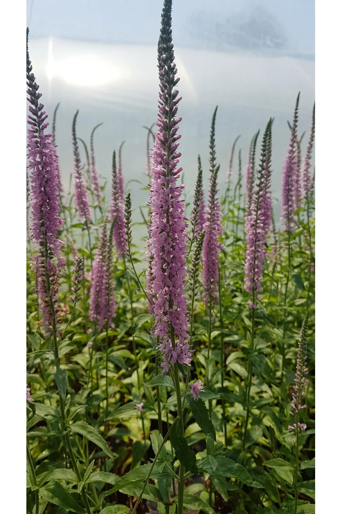 Przetacznikowiec 'Pink Damask' Veronicastrum