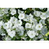 Supertunia Vista 'Snowdrift'