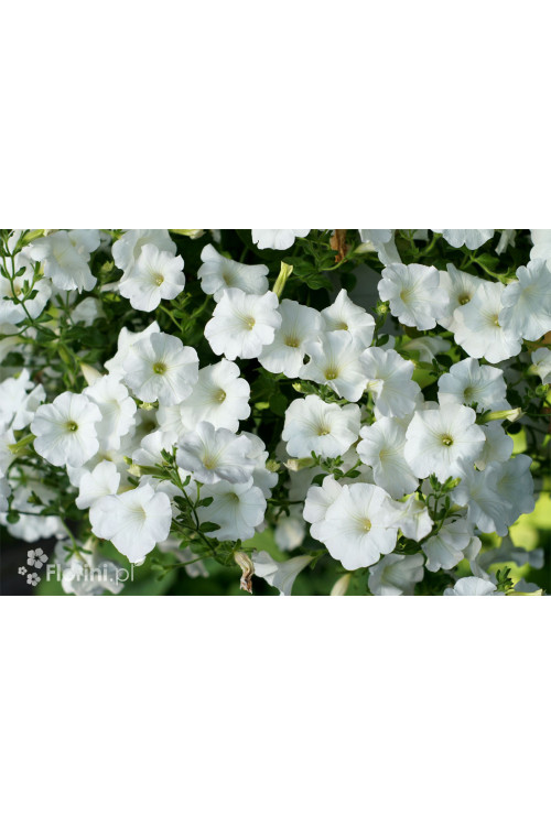 Supertunia Vista 'Snowdrift'