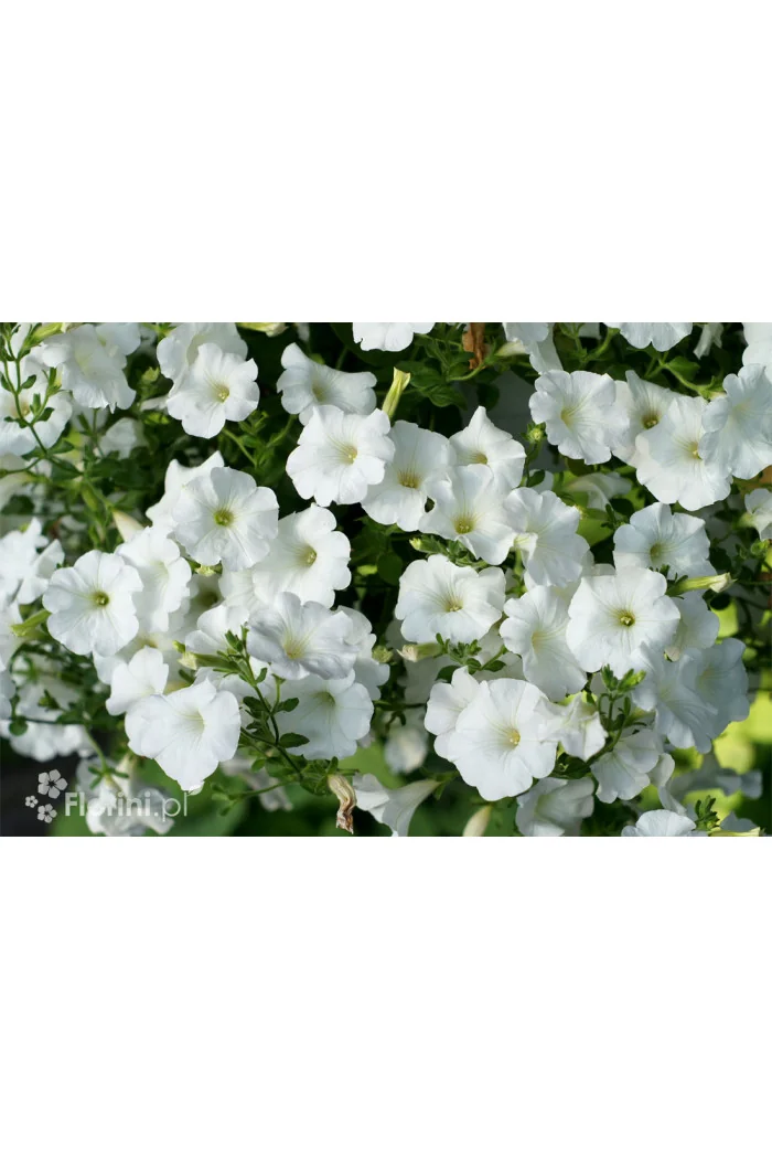 Supertunia Vista 'Snowdrift'