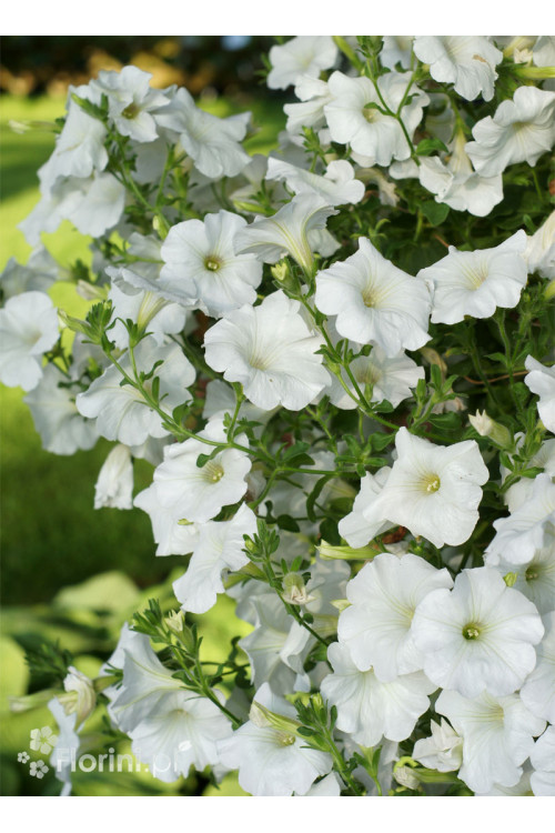 Supertunia Vista 'Snowdrift'