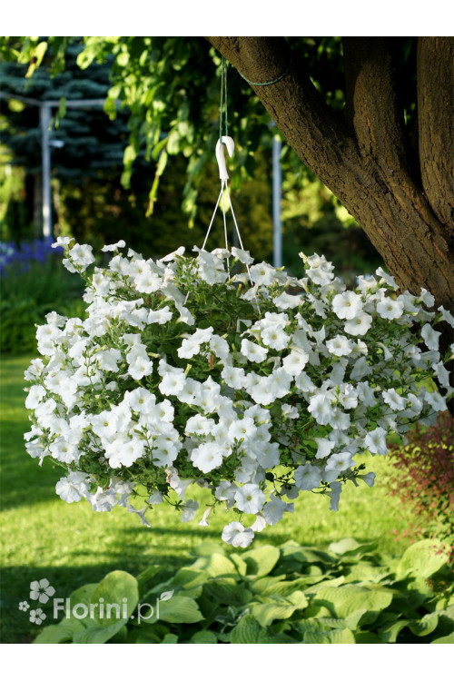 Supertunia Vista 'Snowdrift'